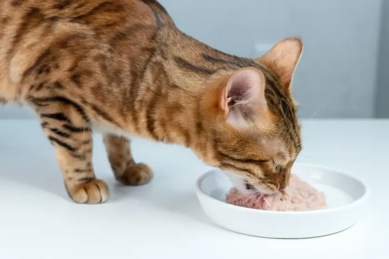 Lean Meats - Carnivore's Delight
