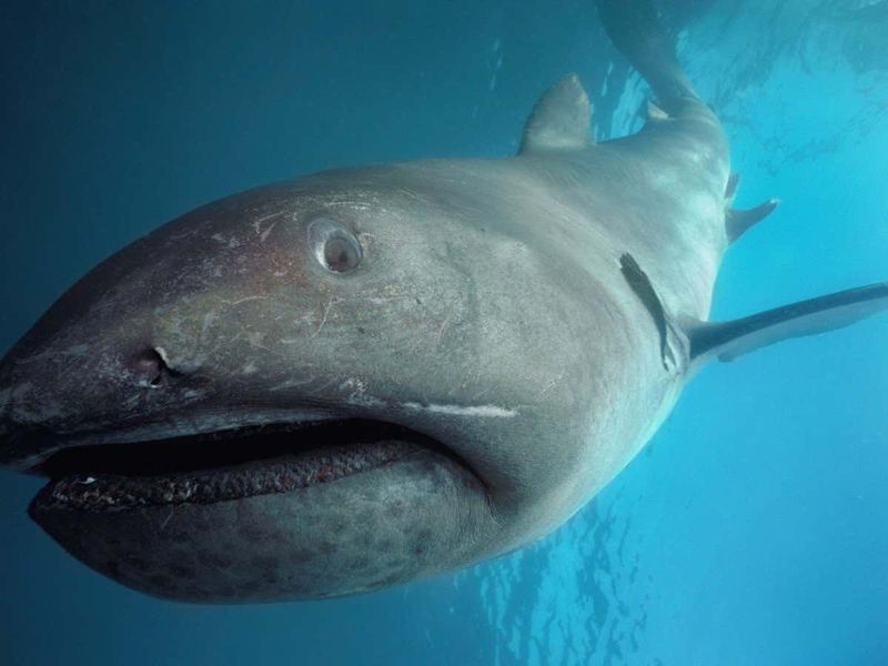 Megamouth Shark: The Late Discovery