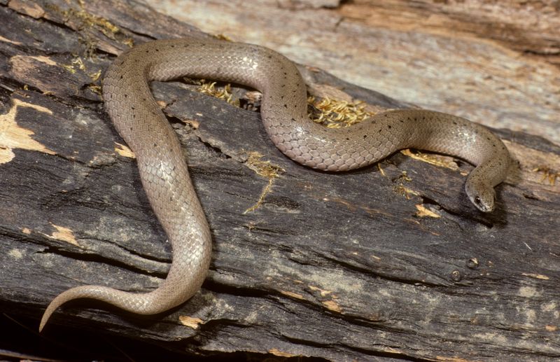 Snake Shields And Barriers