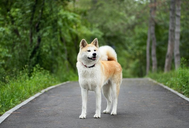 Akita: Dignified Sentinel