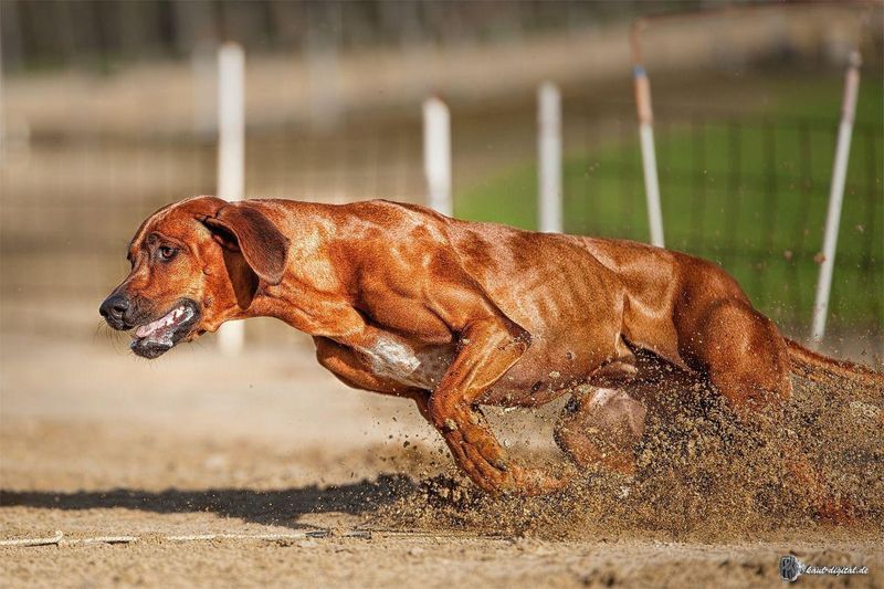 Rhodesian Ridgeback: The Lion Chaser