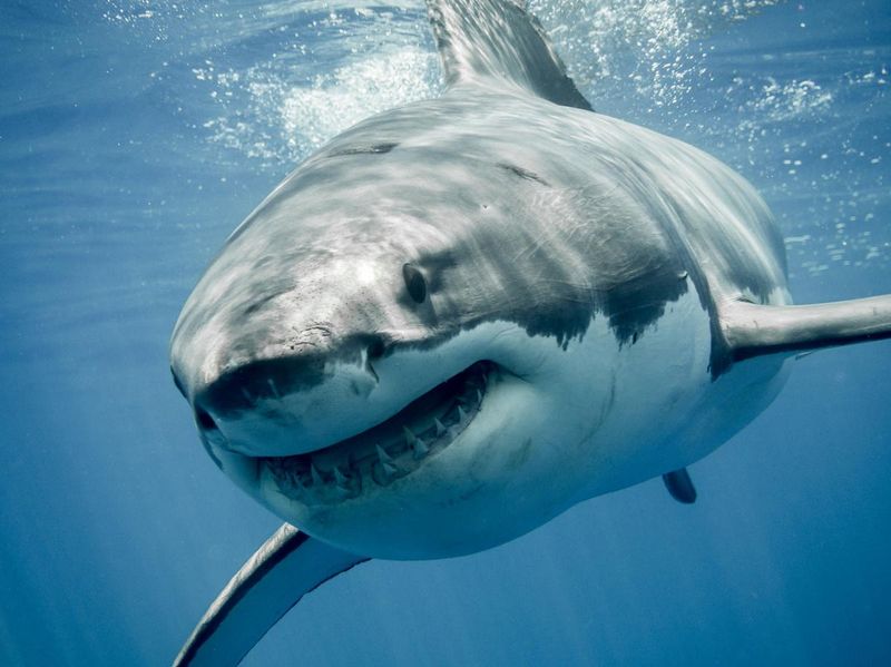 Colorado River: Desert Sanctuary From Sharks