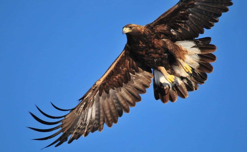 Golden Eagle: The Alpine Sovereign