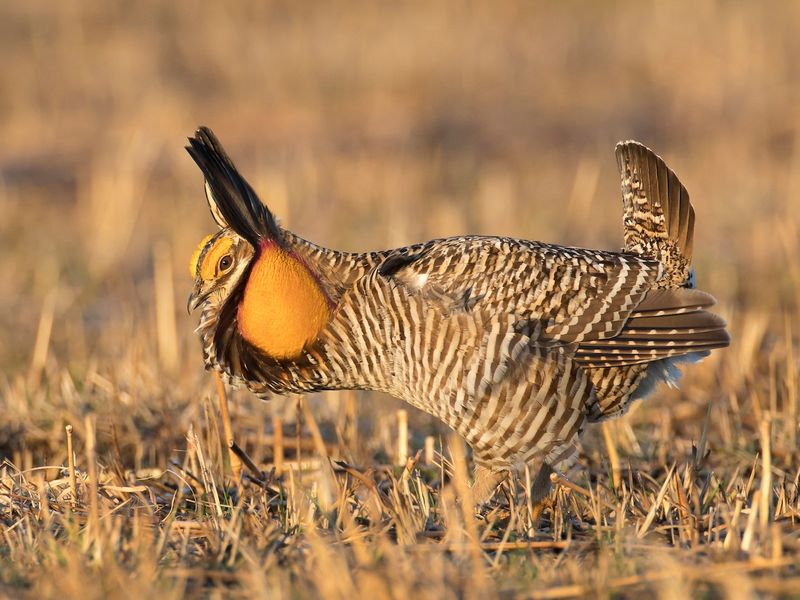 Painted Prairie Dweller: The Greater Prairie-Chicken