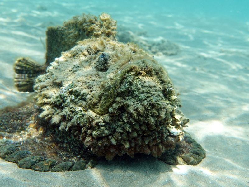 Stonefish