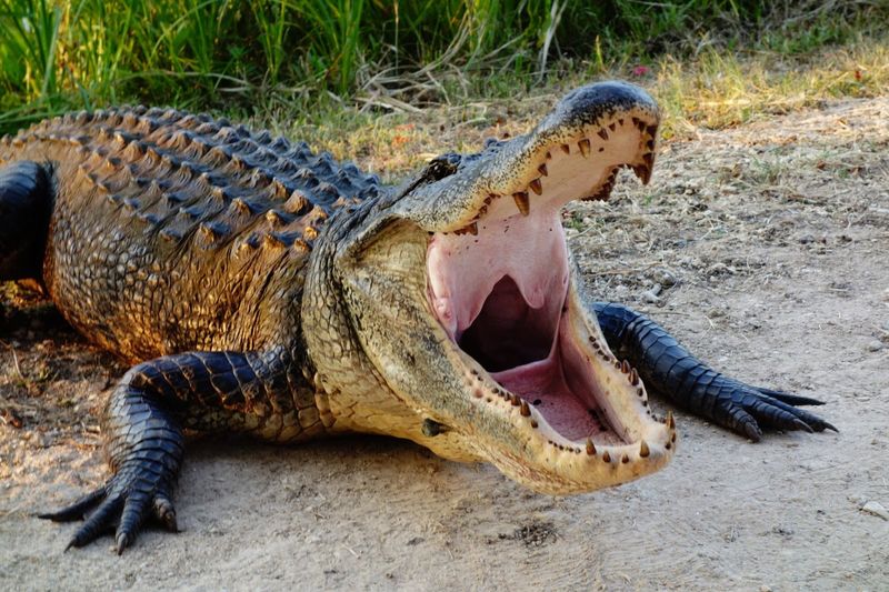 American Alligator: Prehistoric Predator