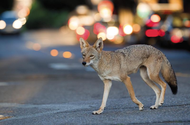 Coyote