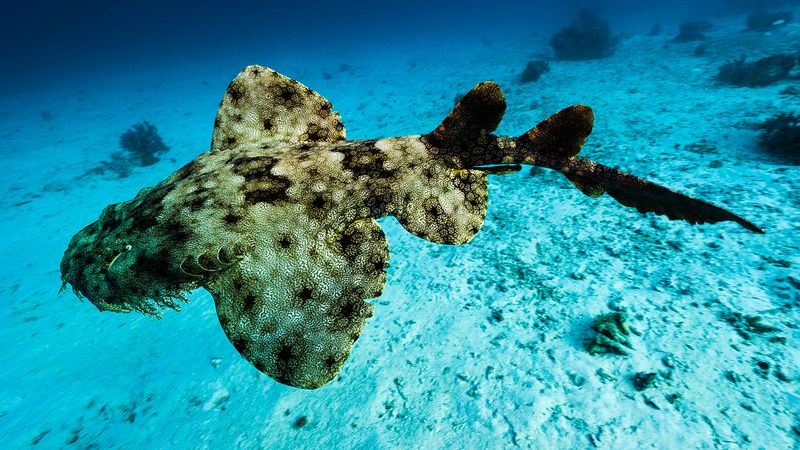 Wobbegong: The Carpet Shark Extraordinaire