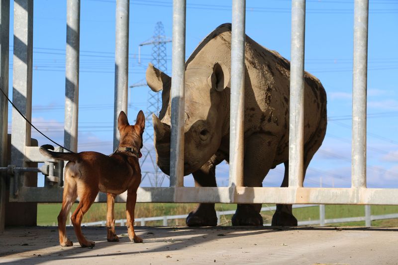 Rhino Rescuers