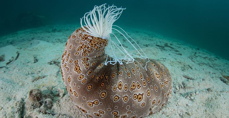 Spiny Sea Cucumber