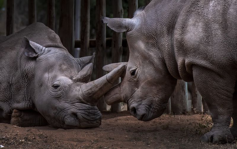The Northern White Rhino's Last Stand