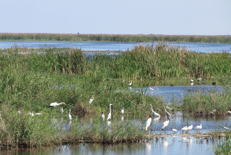 Wetlands Get A Second Chance