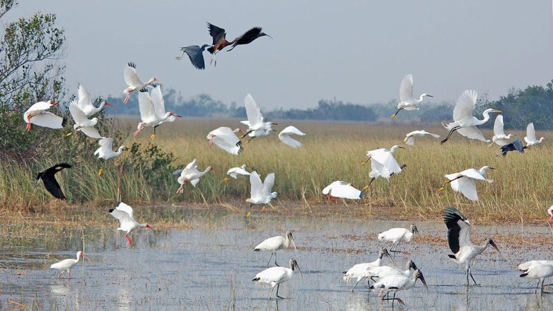 Everglades Drainage Destroying Wildlife Haven