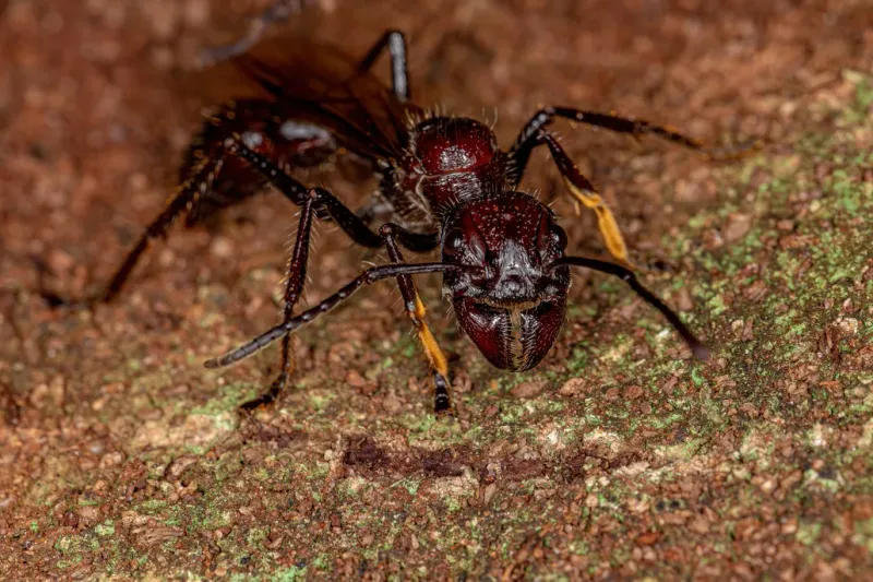 Bullet Ant