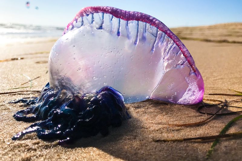 Portuguese Man-Of-War: Floating Fear