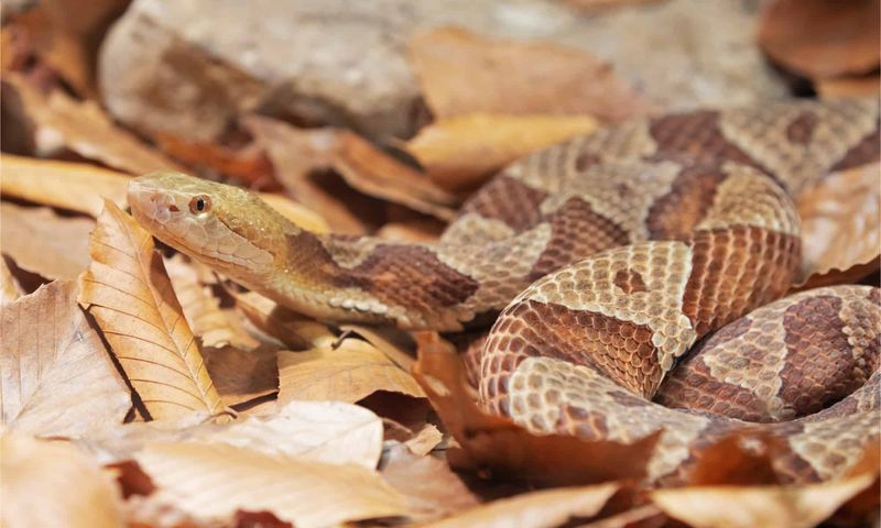 Copperhead