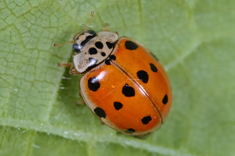 Ladybug