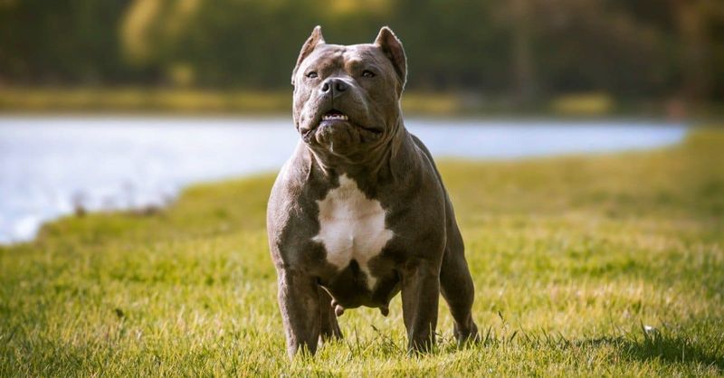 American Bandogge