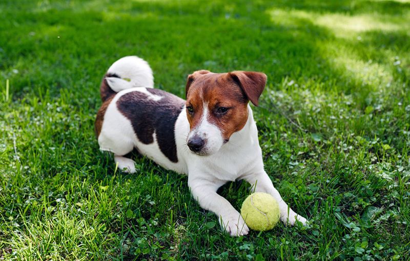 Jack Russell Terrier: The Calculated Risk-Taker