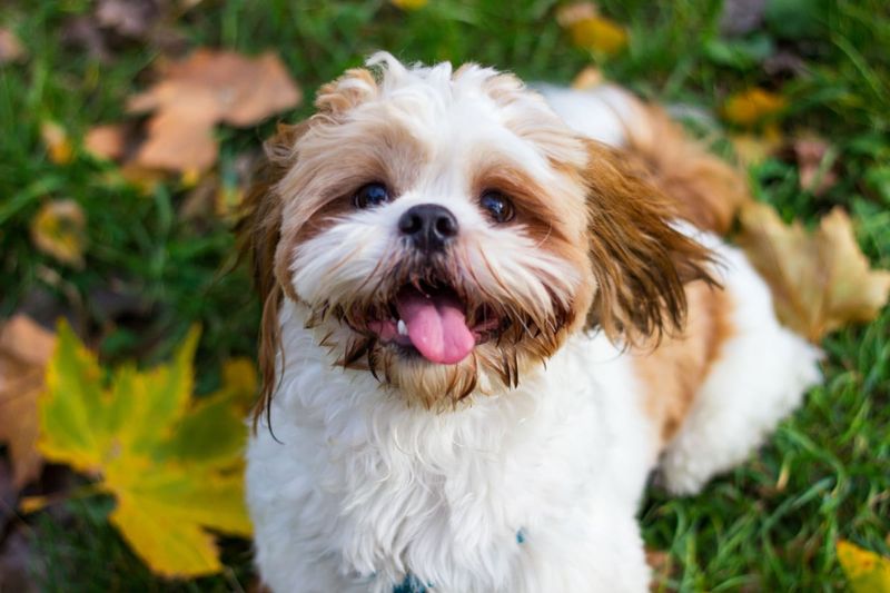 Shih Tzu