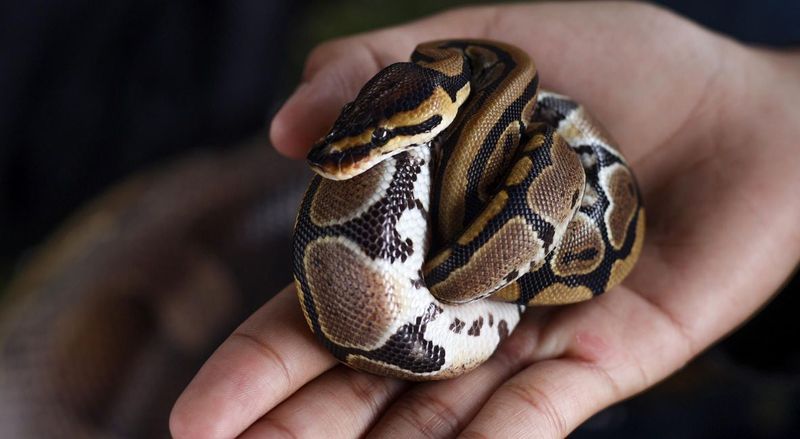 Ball Python: The Cuddly Coiler