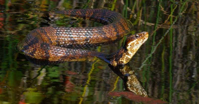 Water Moccasin