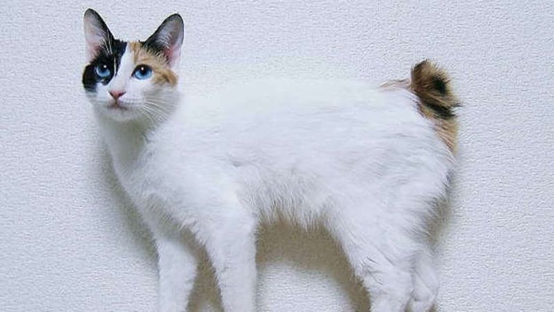Japanese Bobtail