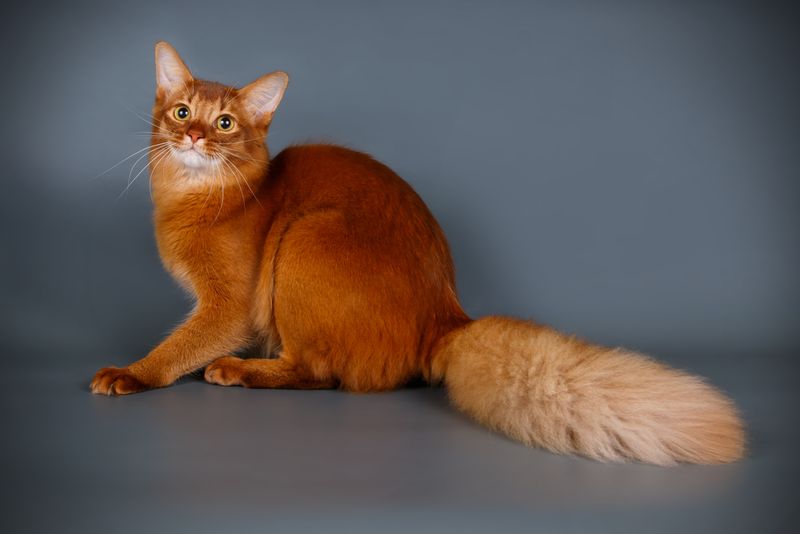Abyssinian + Somali = Abyssomali