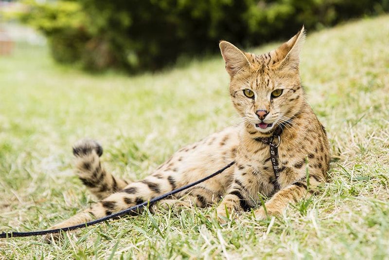 Savannah: The Domestic Leopard