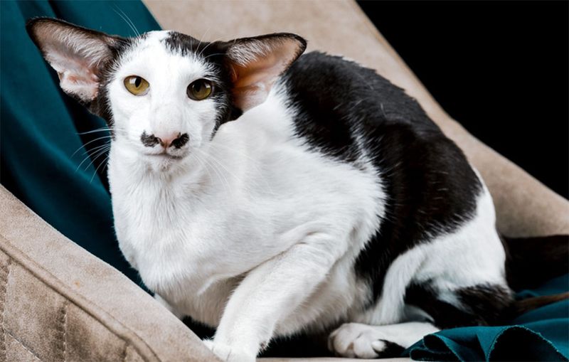 Oriental Shorthair: The Opinionated Activist