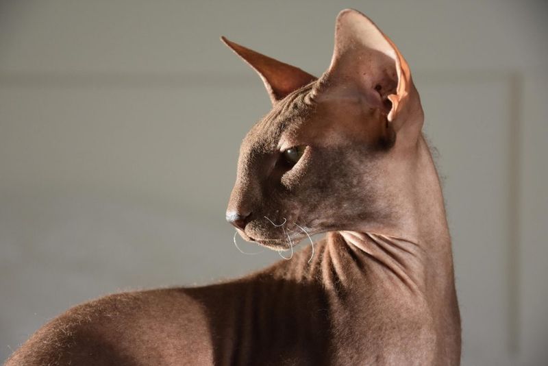 Peterbald