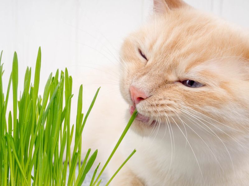 Rye: A Grain Best Avoided For Cats