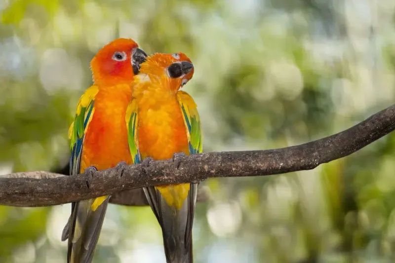 Parrots Choose Best Friends