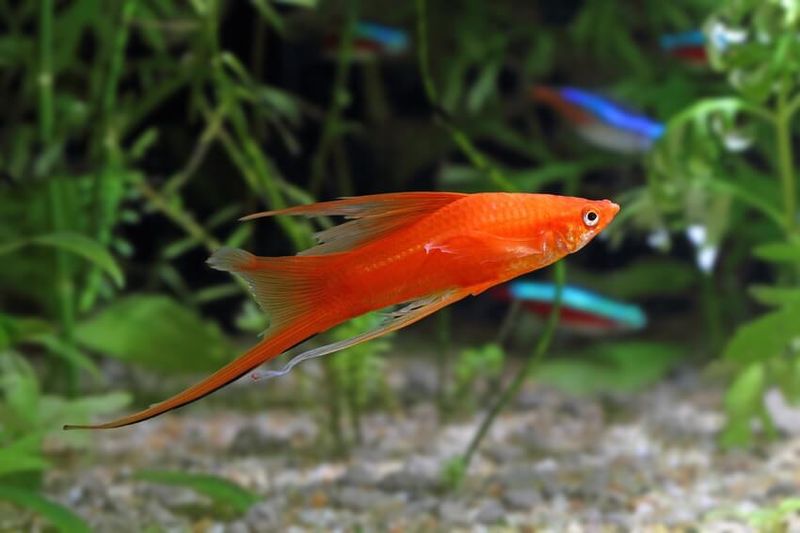 Swordtails – The Colorful Live-Bearers