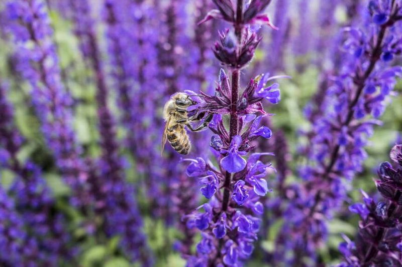 Catmint: Purple Cloud Of Nectar