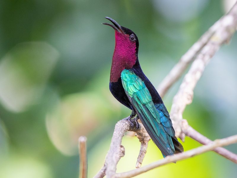 Purple-Throated Carib