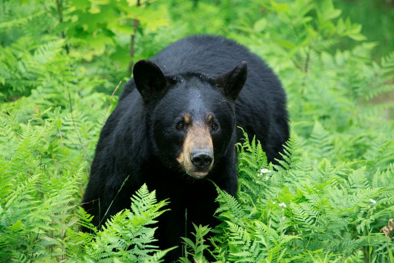 Black Bear: Woodland Warrior