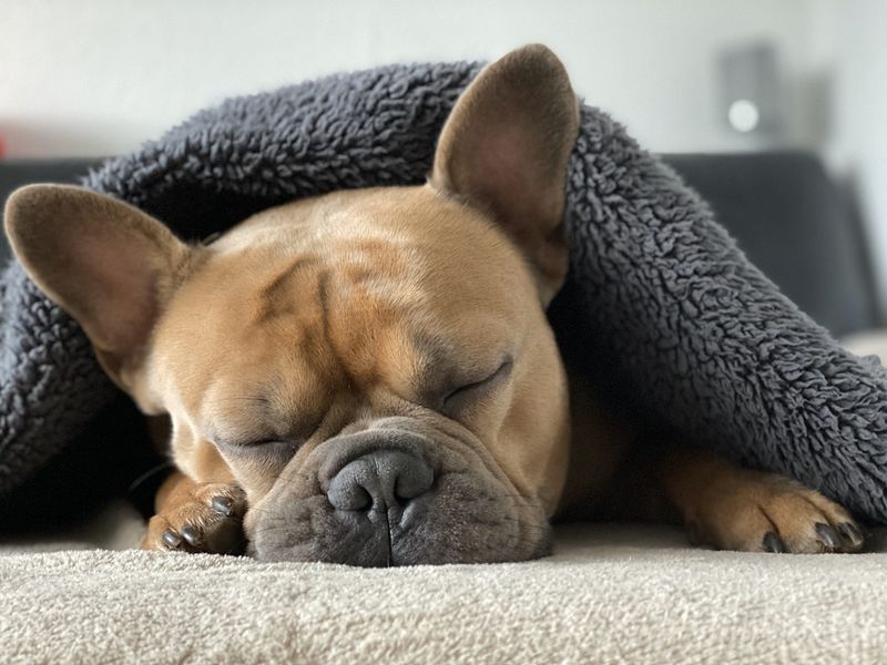 Apartment-Friendly Frenchies
