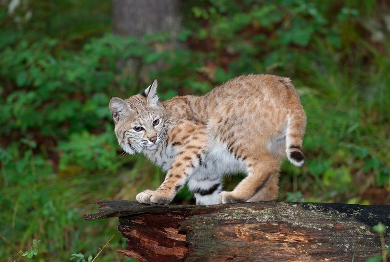 Bobcat – New Hampshire