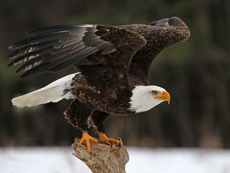 Bald Eagle