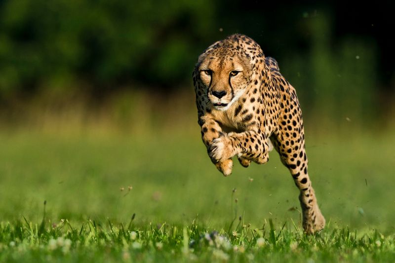 Cheetah