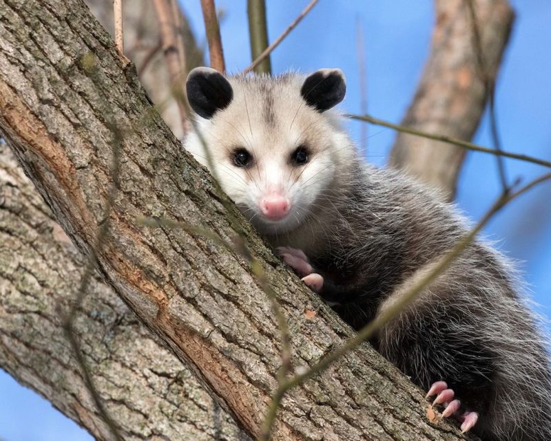 Virginia Opossum