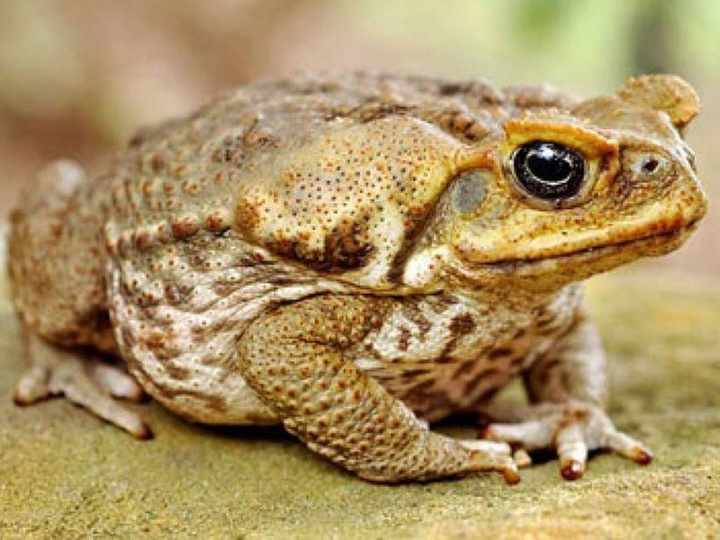 Cane Toads