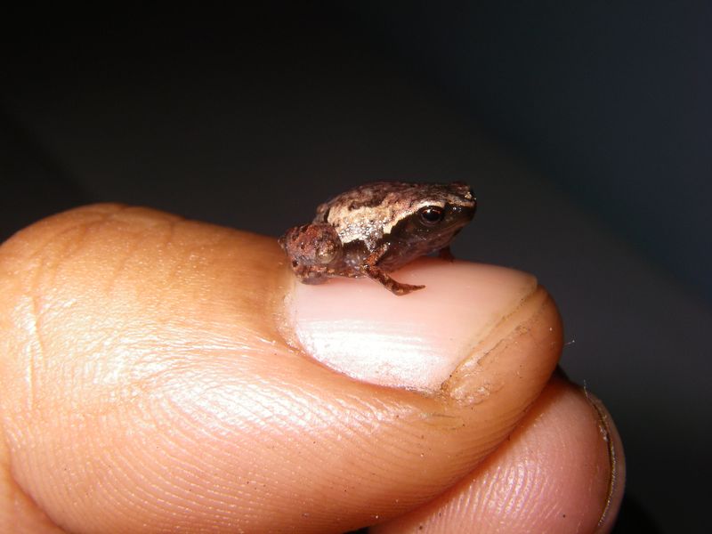 The Future Of Research On The Smallest Vertebrate
