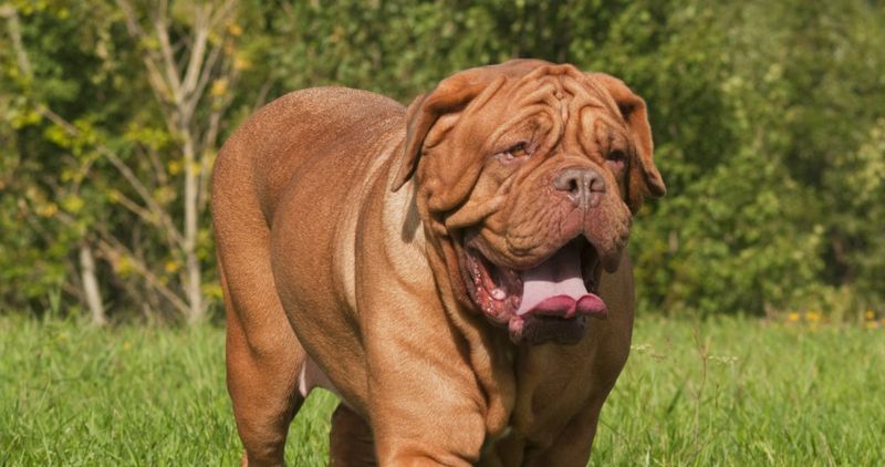 The Art Of Drool