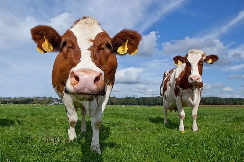 Cow