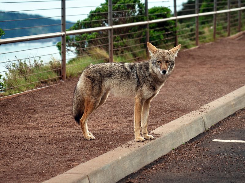 Coyote Encounters