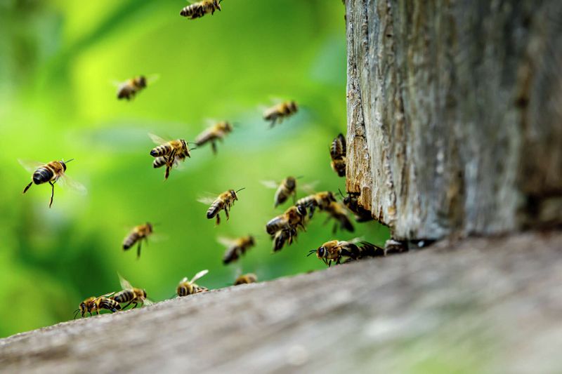 Killer Bees Swarm In Texas Yard