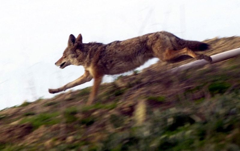 Scent Deterrents: Territorial Marking Systems