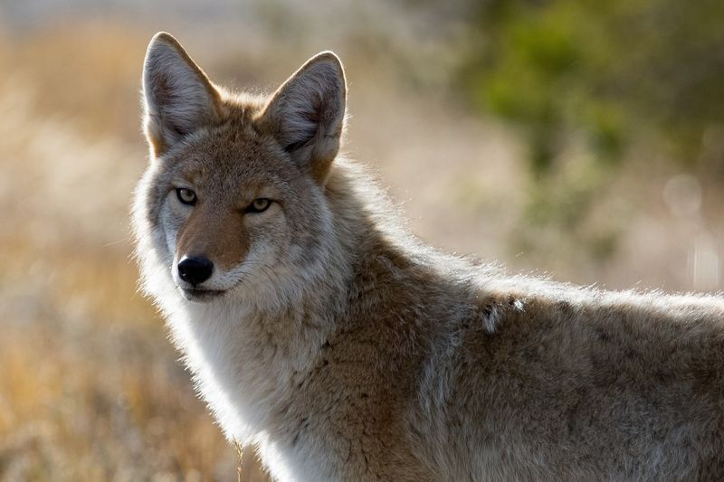 Coyote Urban Legends